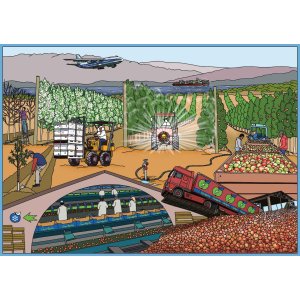 Apfelherkünfte - Übersee